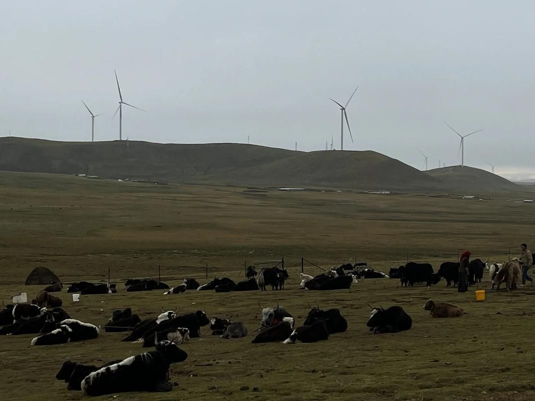  西藏自治区那曲市色尼区什么时候可以静默:那曲市色尼区属于哪个县
