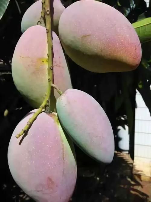 广东省湛江市徐闻县疫情静默最新消息/广东省湛江市徐闻县疫情情况